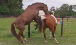 马和马交配视频,一场自然交配的温馨瞬间